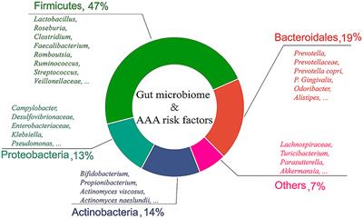 Gut microbiome sheds light on the development and treatment of abdominal aortic aneurysm